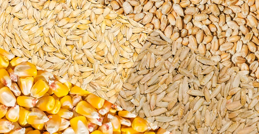 Whisky Grains & What They Actually Taste Like.